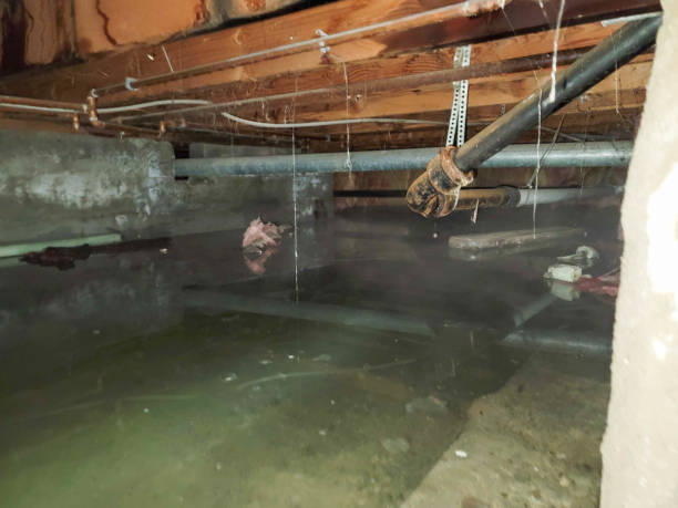 Best Water damage contractors near me  in Harbison Nyon, CA