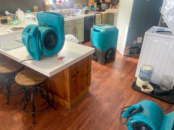Best Mold removal after water damage  in Harbison Nyon, CA